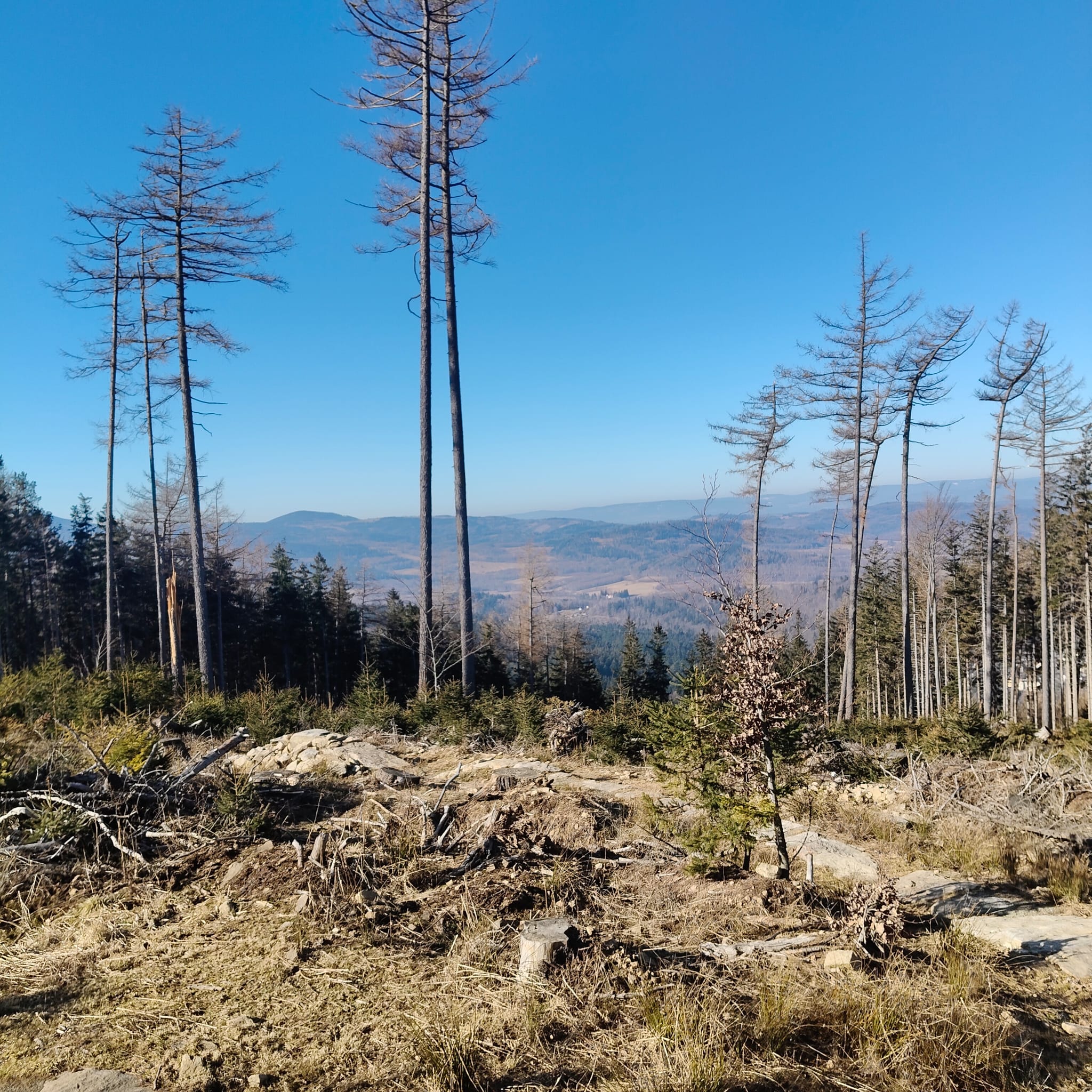 Panorama gór i lasów wokół Lądka-Zdroju
